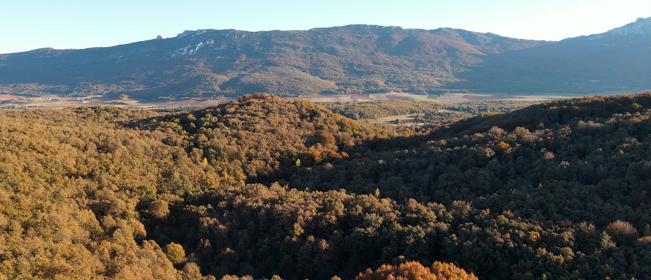 Bosque de Bajauri a comienzos de Marzo 2021
